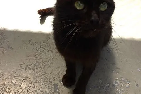 Mika