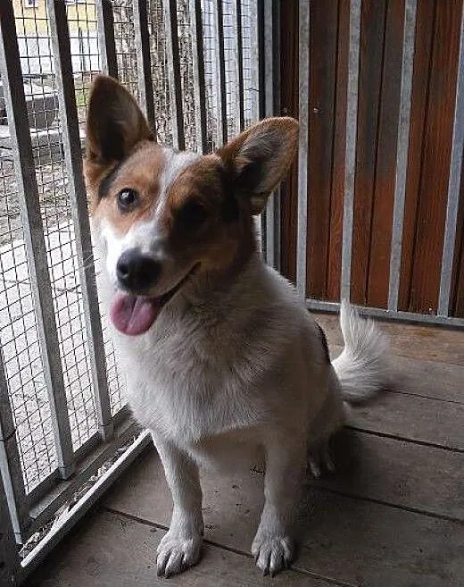 Dafi - super psiak w typie welsh corgi, małopolsk
