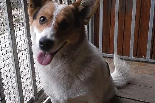 Dafi - super psiak w typie welsh corgi, małopolskie Nowy Sącz