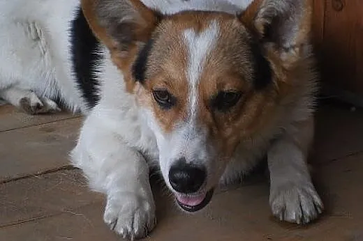 Dafi - super psiak w typie welsh corgi,  małopolsk