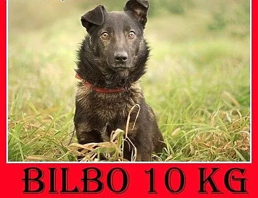 11kg,młody 2 lata,łagodny,wesoły,towarzyski piesek