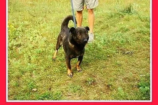 11kg,młody 2 lata,łagodny,wesoły,towarzyski piesek