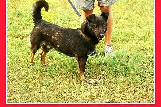 11kg,młody 2 lata,łagodny,wesoły,towarzyski piesek
