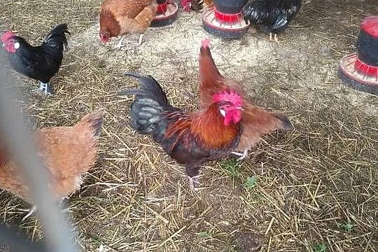 Mam do sprzedania koguty do kur 3 szt piękne barwne, Wielkopolskie, Kościan