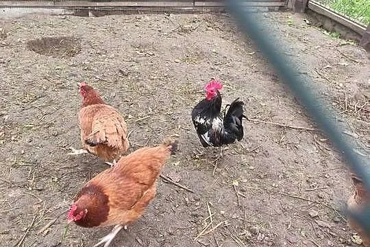 Mam do sprzedania koguty do kur 3 szt piękne barwne, Wielkopolskie, Kościan