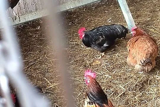 Mam do sprzedania koguty do kur 3 szt piękne barwne, Wielkopolskie, Kościan