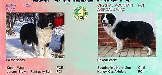 Border Collie - Szczenięta z rodowodem (FCE), Bor