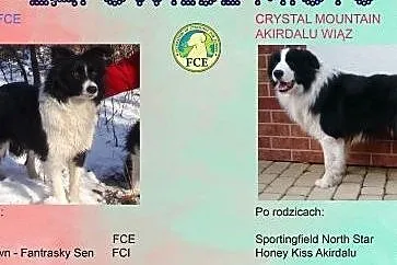 Border Collie - Szczenięta z rodowodem (FCE),  Bor