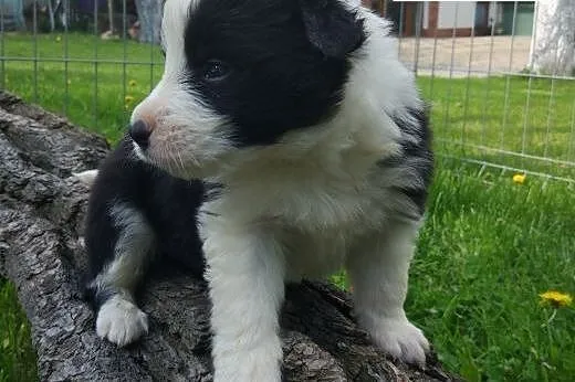 Border Collie - Szczenięta z rodowodem (FCE),  Bor