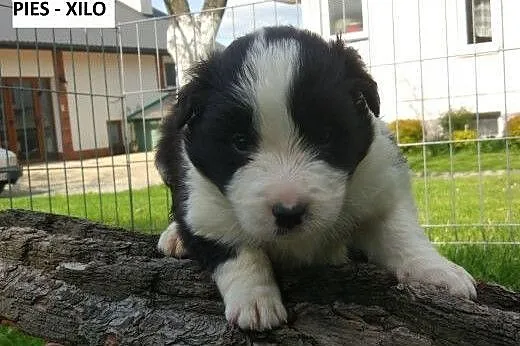 Border Collie - Szczenięta z rodowodem (FCE),  Bor