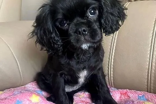 Cavalier King Charles Spaniel Suczka, Śląskie, Kalej
