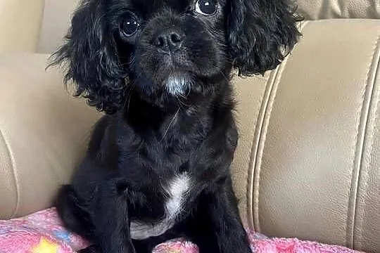 Cavalier King Charles Spaniel Suczka, Śląskie, Kalej