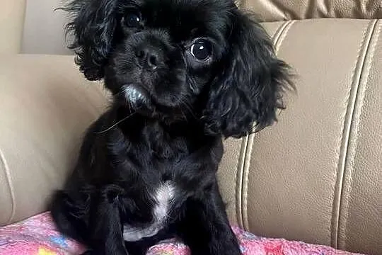 Cavalier King Charles Spaniel Suczka, Śląskie, Kalej