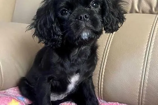Cavalier King Charles Spaniel Suczka, Śląskie, Kalej