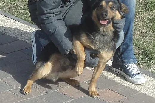 Polo, maleństwo o wielkim sercu, pilnie szuka DOMU!!!,  łódzkie Łódź