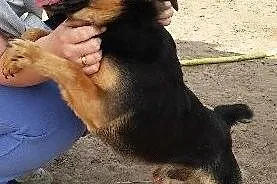 Polo, maleństwo o wielkim sercu, pilnie szuka DOMU