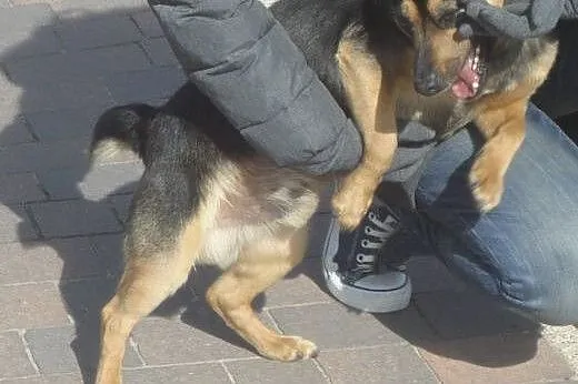 Polo, maleństwo o wielkim sercu, pilnie szuka DOMU