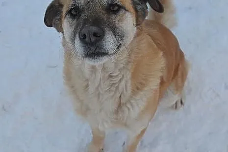 Grażka - cudowna, łagodna, akceptująca inne psy suczka do adopcji!