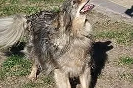 Bella - kudłata, fantastyczna sunia do adopcji,  wielkopolskie Poznań