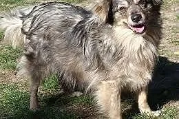 Bella - kudłata, fantastyczna sunia do adopcji,  w
