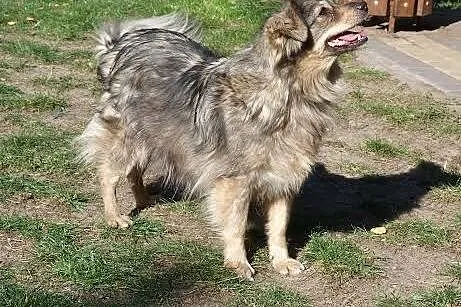 Bella - kudłata, fantastyczna sunia do adopcji,  w