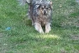 Bella - kudłata, fantastyczna sunia do adopcji,  w