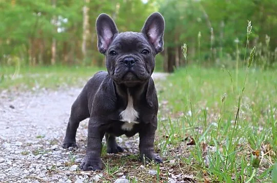 Buldog Francuski szczenię - niebieski ( blue ) , Osięciny