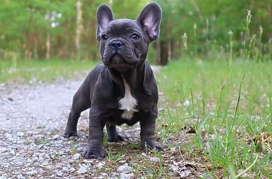 Buldog Francuski szczenię - niebieski ( blue ) , Osięciny