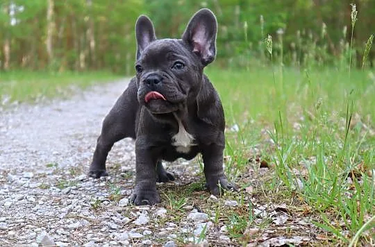 Buldog Francuski szczenię - niebieski ( blue ) , Osięciny