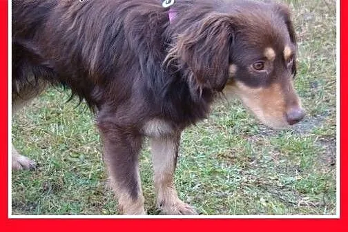 Musterlander mix,młody 1 rok,średni 12 kg,łagodny,spokojny pies CZOKI.Adopcja,  małopolskie Kraków