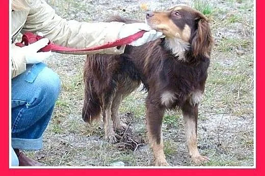 Musterlander mix,młody 1 rok,średni 12 kg,łagodny,