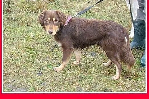 Musterlander mix,młody 1 rok,średni 12 kg,łagodny,