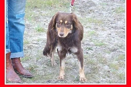 Musterlander mix,młody 1 rok,średni 12 kg,łagodny,