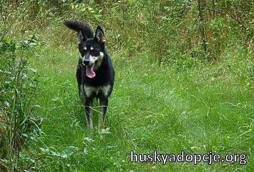 NUGAT- młody, aktywny pies mix owczarka do adopcji