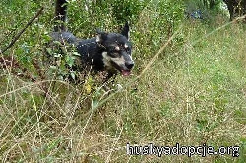 NUGAT- młody, aktywny pies mix owczarka do adopcji