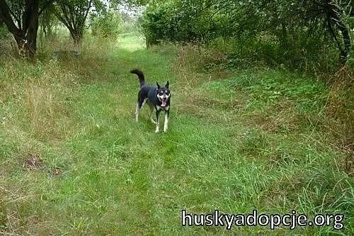 NUGAT- młody, aktywny pies mix owczarka do adopcji