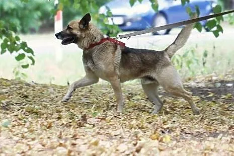 Apacz - prawie owczarek szuka domu,  mazowieckie Legionowo
