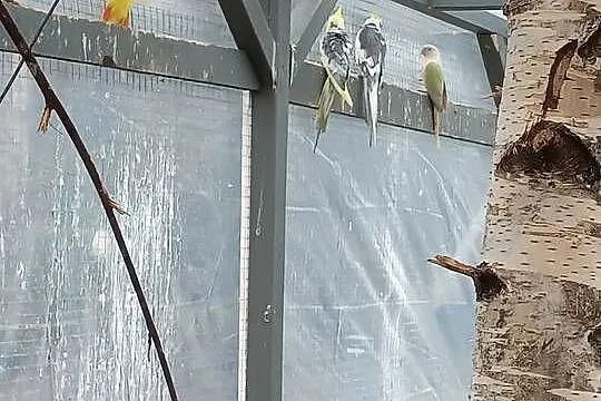 Witam mam na sprzedaż nimfy różne mutacje, Śląskie, Żabnica