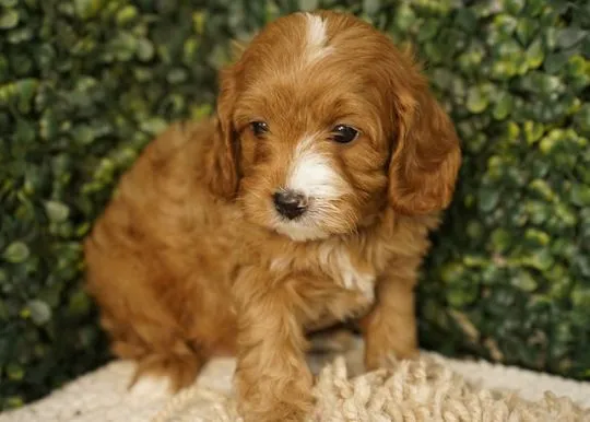 Glow, nasza słodka ruda suczka Cavapoo Gi JC AVIIARY, , Warszawka