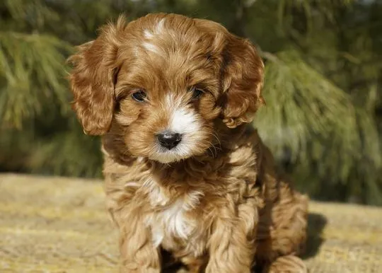 Glow, nasza słodka ruda suczka Cavapoo Gi JC AVIIARY, , Warszawka