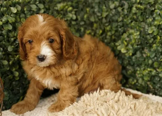 Glow, nasza słodka ruda suczka Cavapoo Gi JC AVIIARY, , Warszawka