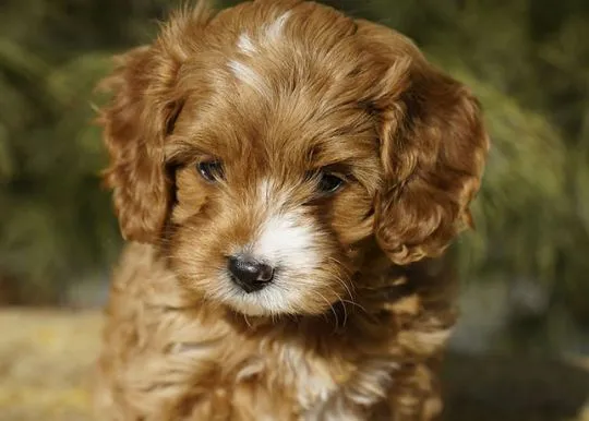 Glow, nasza słodka ruda suczka Cavapoo Gi JC AVIIARY, , Warszawka