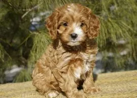Glow, nasza słodka ruda suczka Cavapoo Gi JC AVIIARY