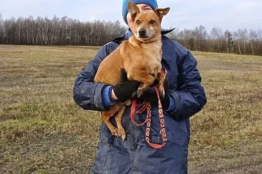 Jestem malutki i zimno w schroniskowej budzie, mie