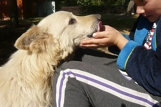 Goniś - kochany dziadek mix goldena o wielkim serc