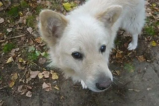 Goniś - kochany dziadek mix goldena o wielkim serc
