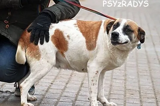 Rumba do adopcji