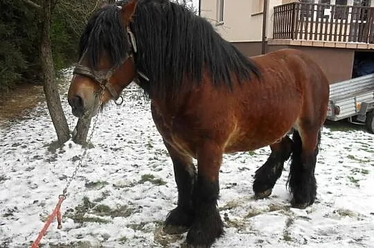 Ogiery Zimnokrwiste