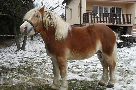 Ogiery Zimnokrwiste