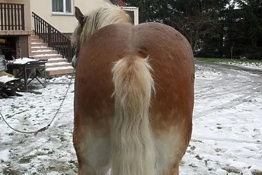 Ogiery Zimnokrwiste